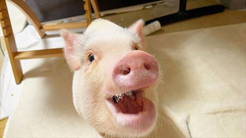 口あけてる豚さん