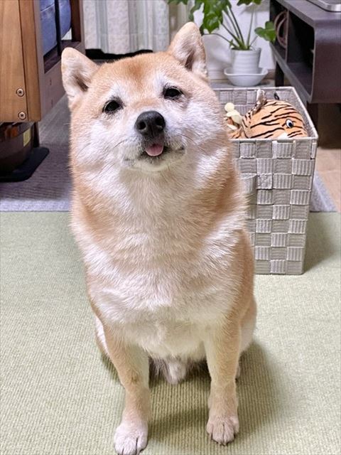 お座りして見上げるワンコ