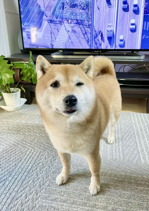 ウィンクワンコ