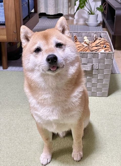 お座りして見つめてくるワンコ