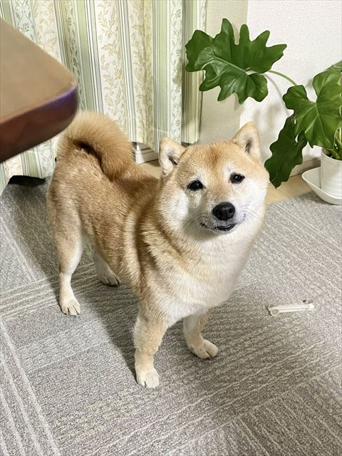 4足立ちワンコと下には透明の骨