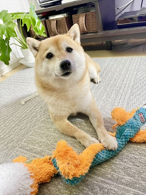 おもちゃに前足置くワンコ