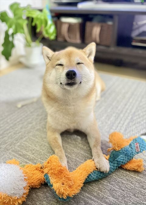 おもちゃに手を置いて寝るワンコ