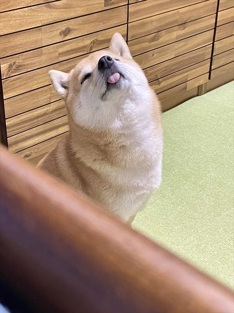 舌だして上向くワンコ
