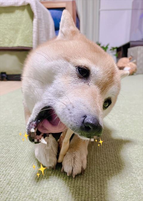 骨かじるワンコ