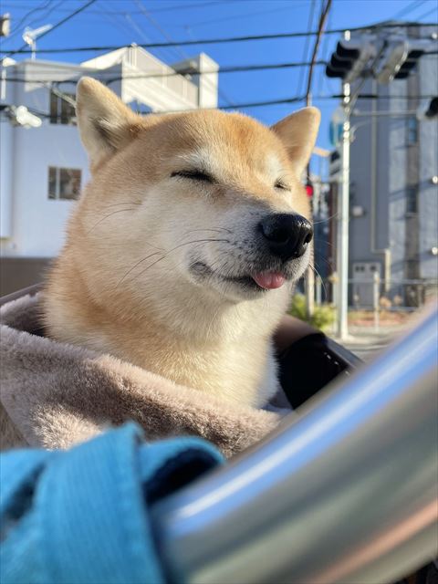 外で目つむるワンコ