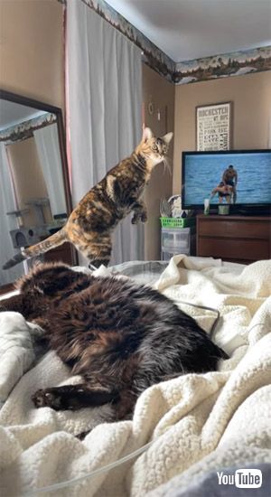 警戒し続ける猫