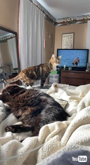 いったんは落ち着く猫