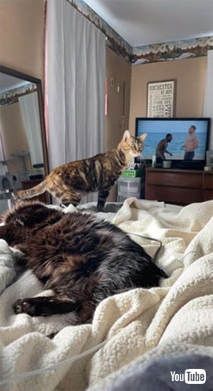 視線は外さない猫