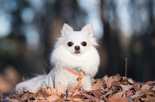 ペット手帳　ベストショット