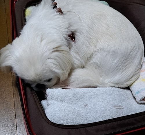 ペット手帳　ベストショット