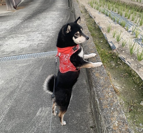 ペット手帳　ベストショット