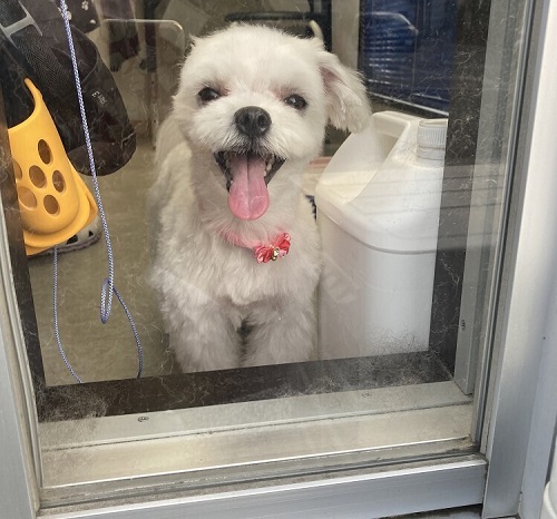 ペット手帳　ベストショット