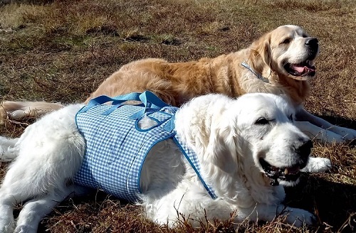 ペット手帳　ベストショット