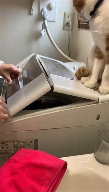 洗濯させない猫ちゃん