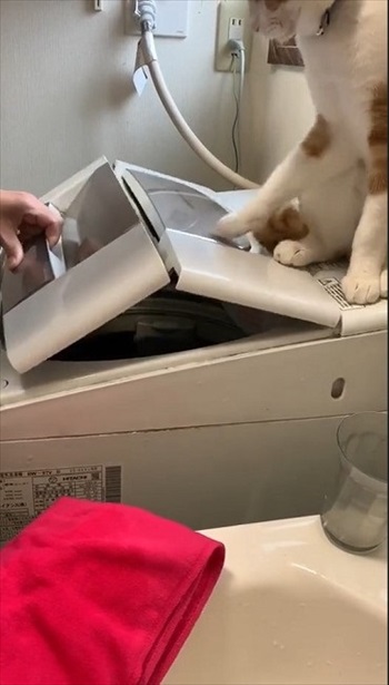 大きく妨害する猫