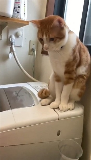手を引っ込める猫