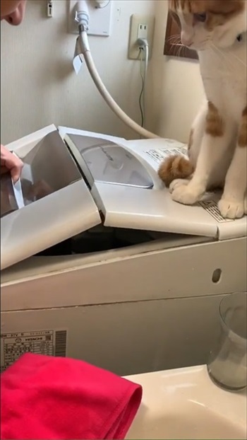 開けようとする飼い主