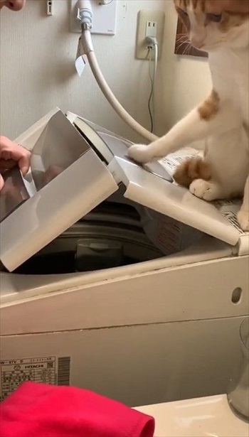 フタを持ち上げる飼い主