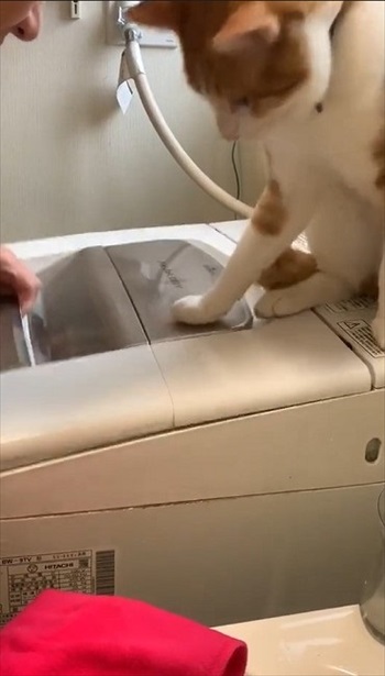 体重をかける飼い主