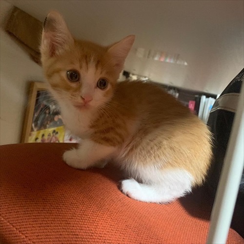 洗濯させない猫ちゃん