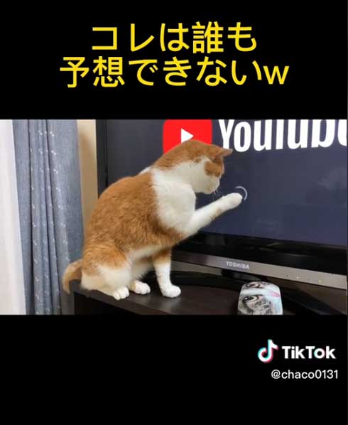 ぐるぐるがきになる猫