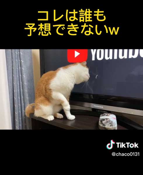 ローディングマークを見つめる猫