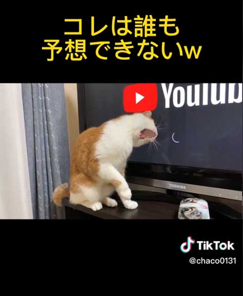 ローディングマークを見つめる猫