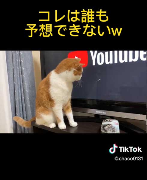 ローディングマークを見つめる猫