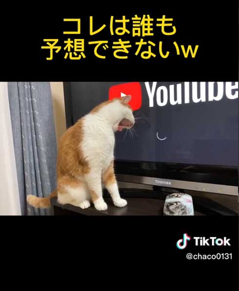 ローディングマークを見つめる猫