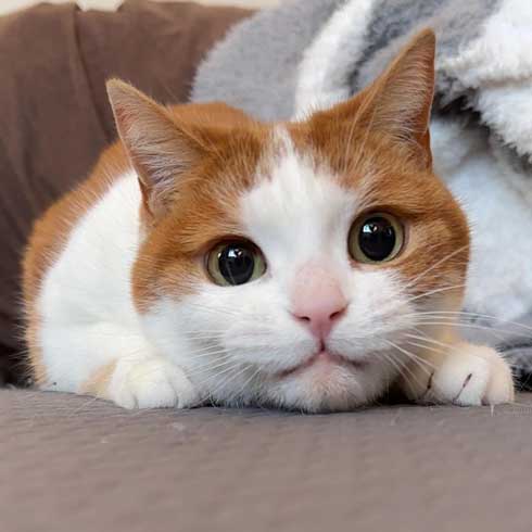 ローディングマークを見つめる猫