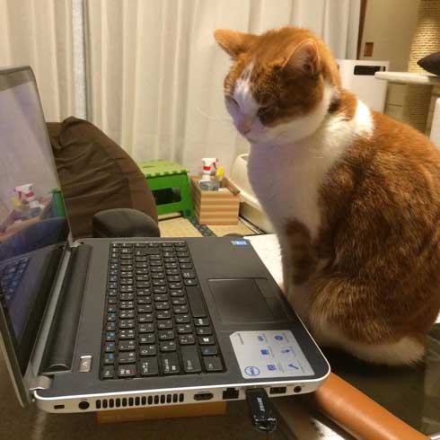 ローディングマークを見つめる猫