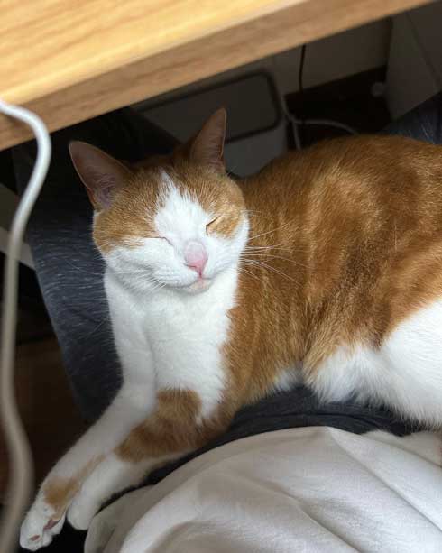 ローディングマークを見つめる猫