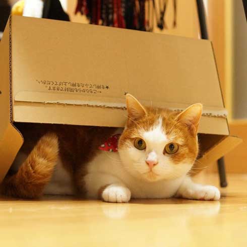 ローディングマークを見つめる猫