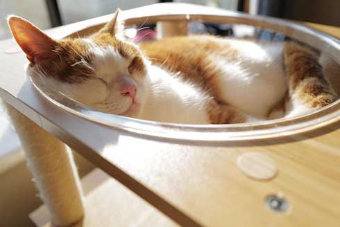 ローディングマークを見つめる猫