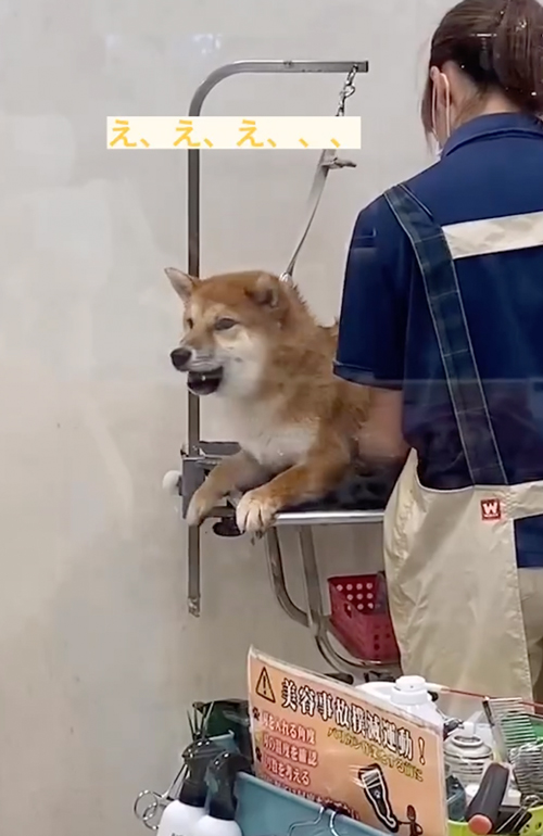 初めてのグルーミング