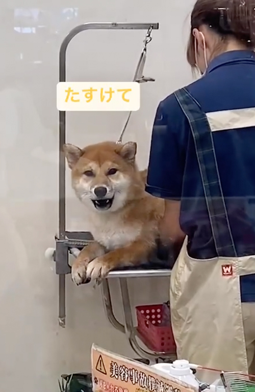 初めてのグルーミング