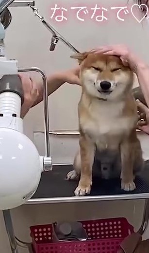 初めてのグルーミング