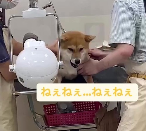 初めてのグルーミング