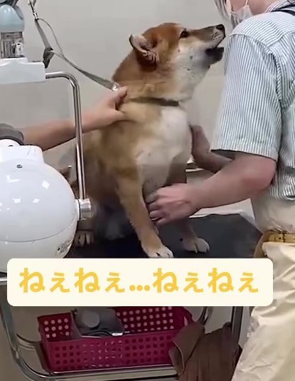 初めてのグルーミング