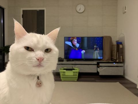 冷めた目で見てくる猫