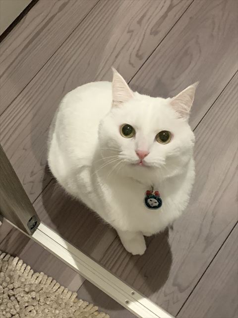 お座りしてみあげてくる猫