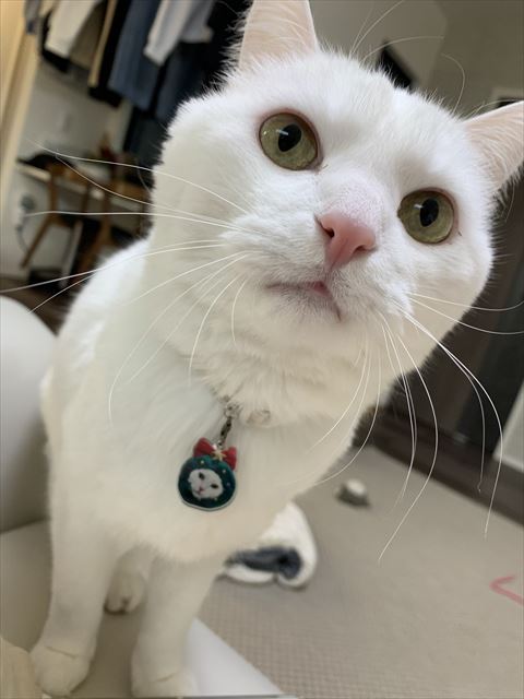 近づいてくる猫アップ