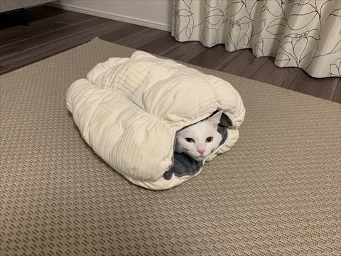 猫用ベッドから顔だす猫