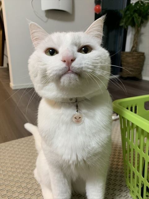 むんっとした顔の猫