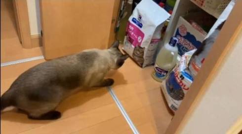 フード袋の猫と戦う猫