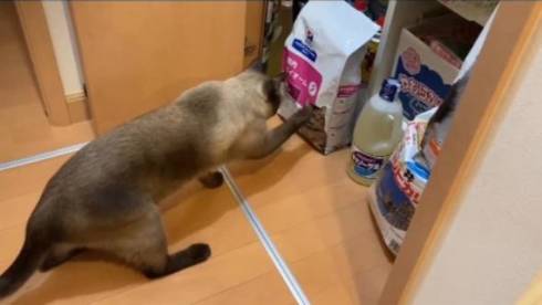 フード袋の猫と戦う猫