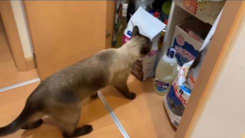 フード袋の猫と戦う猫