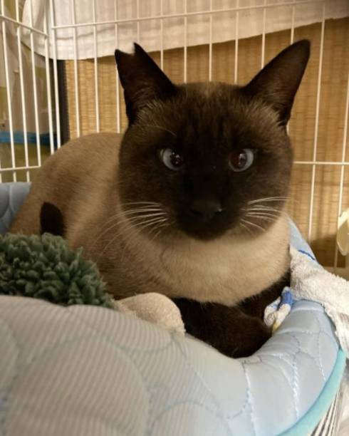 フード袋の猫と戦う猫