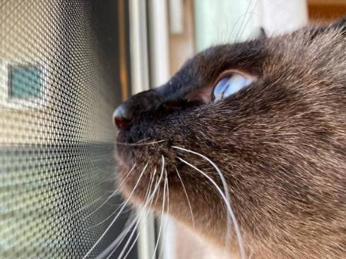 フード袋の猫と戦う猫